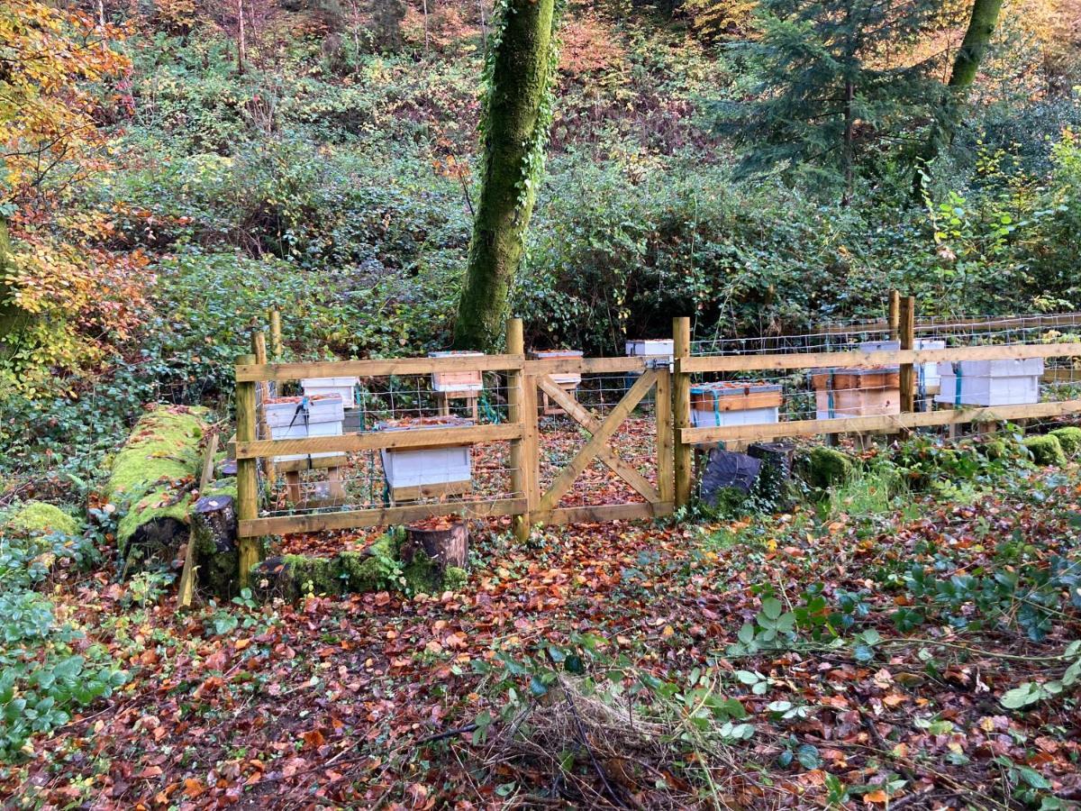 Honey Bee Cabin Llandysul Exterior foto